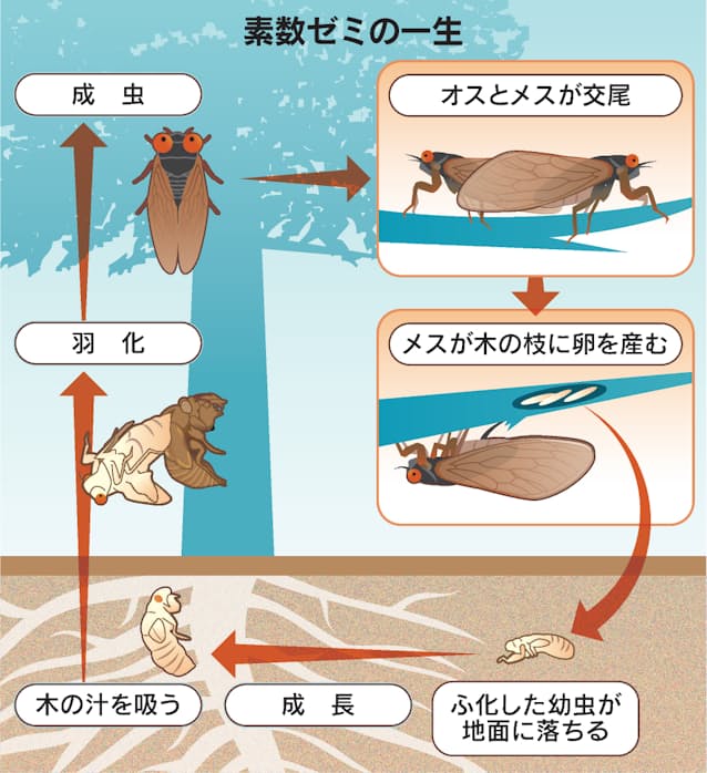 セミさん羽化失敗　絶滅へ